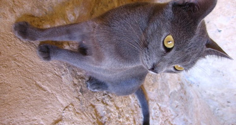 Os donos de gato devem ficar atentos aos sintomas do seu amigo felino