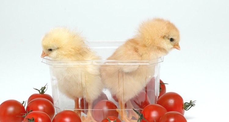 Sometimes baby chickens need an incubator.