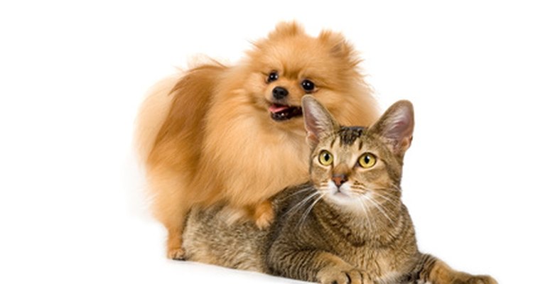 Advantage hace productos de control de pulgas para perros y gatos.