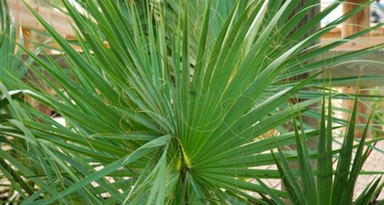 Las palmeras saludables añaden color a los ambientes de interiores.