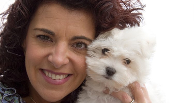 A Bichon Russell hybrid will be a loving companion.