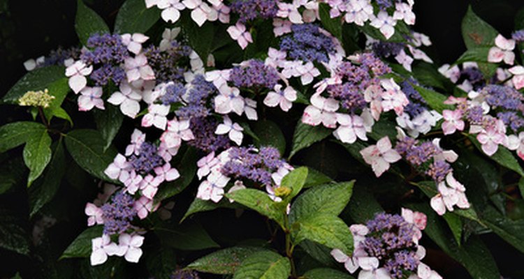Hydrangea produce flowers in ball or cone-shaped cluters.
