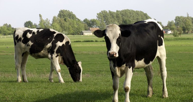 Lo sentimos, no se admiten vacas reales en esta fiesta.