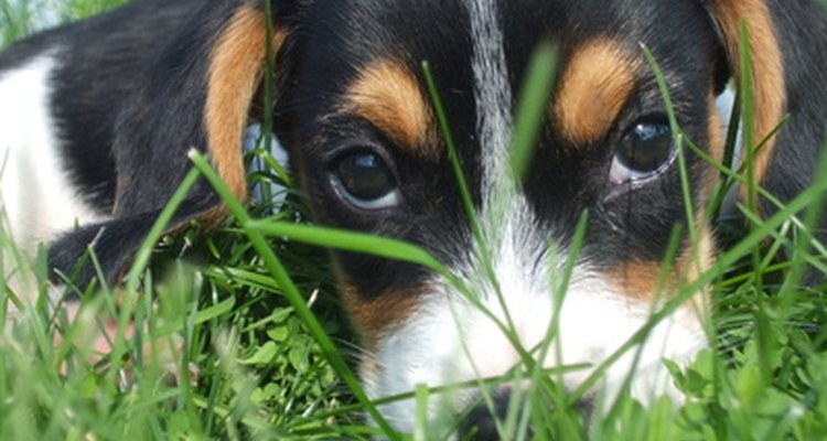 La Pasiflora puede ayudar a aliviar la ansiedad de tu cachorro.
