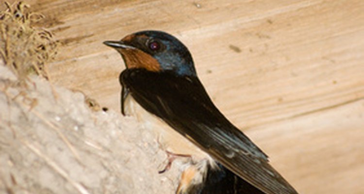 Birds nesting under or in the eaves of a house can cause problems.