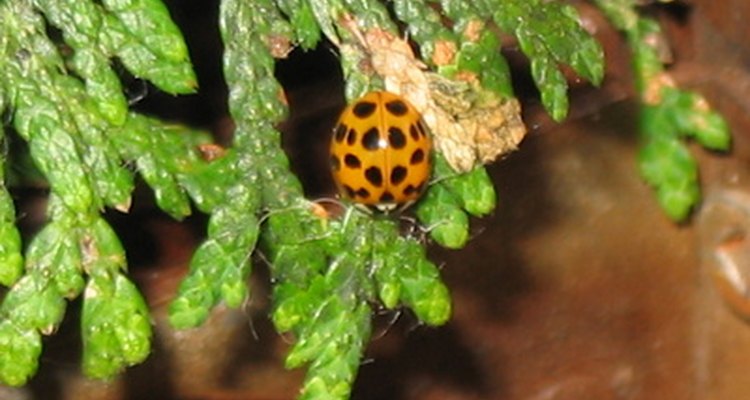 Cedar can help repel silverfish.