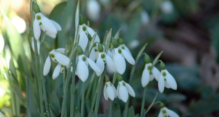 Snowdrop
