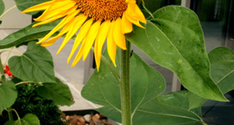 Los girasoles mueven sus flores siguiendo al sol durante el día.