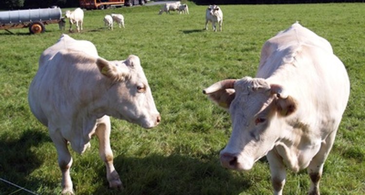 La raza Charolais es una de las más populares en la producción de carne.