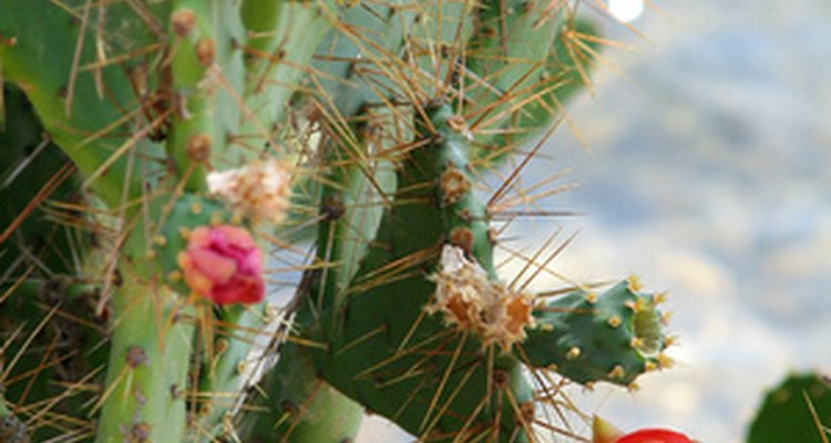 La Opuntia fidicus tiene un fruto conocido como "higo chumbo".