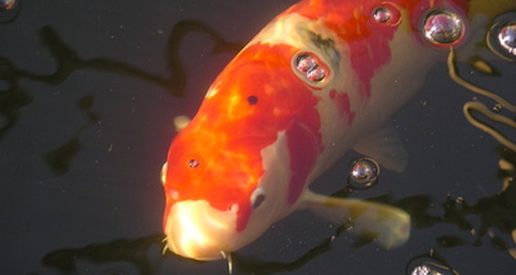The koi fish is a variety of carp originated in Japan.
