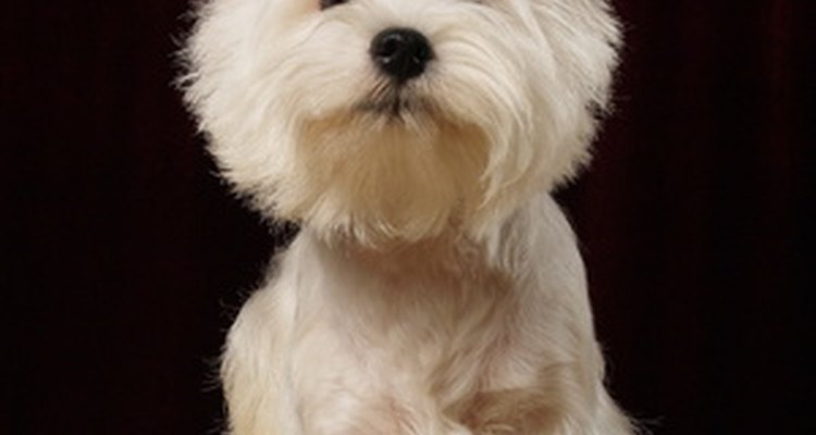 Depression in Westies usually means a trip to the vet.