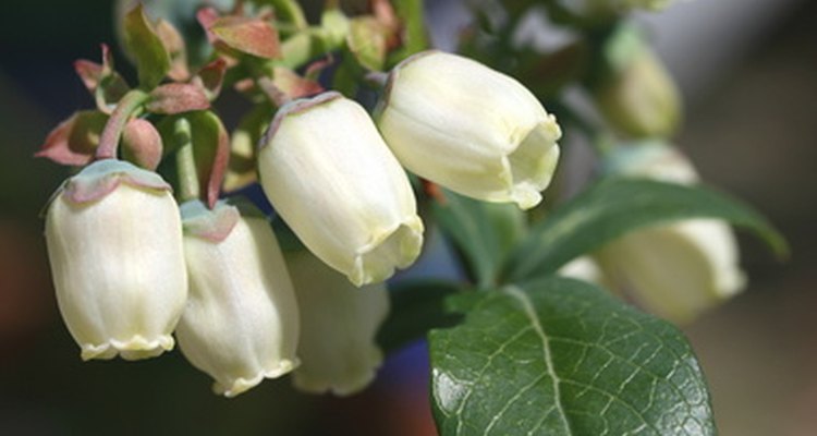 Removing blueberry blossoms helps increase root development.