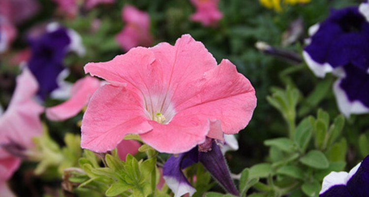 Several different species of insect feed on petunias.