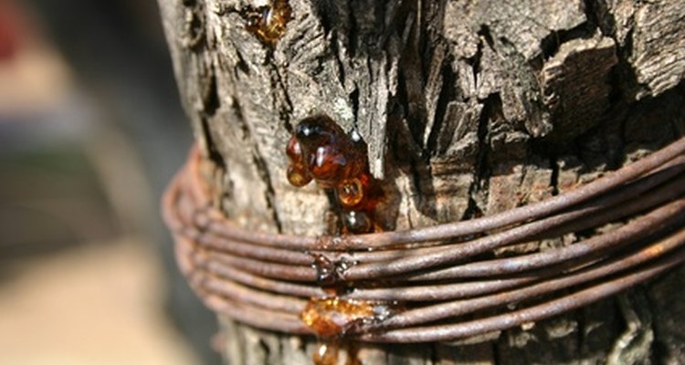 Tree sap is a sticky goo that is difficult to remove.