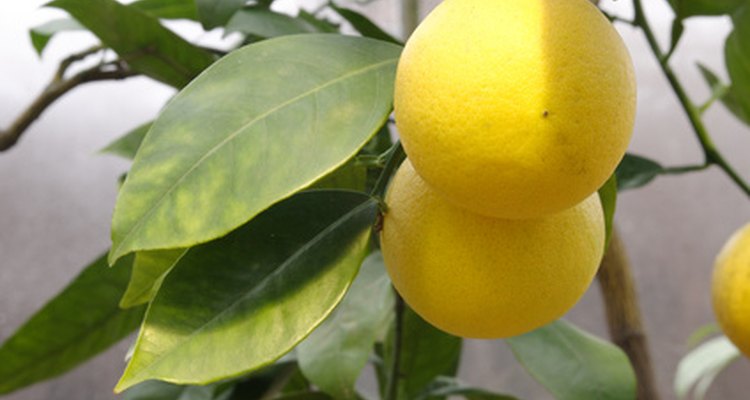 To keep your lemon tree thriving, it's important to control insect pests.