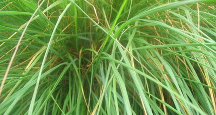 Las plantas eliminan sus desechos de diferentes formas.