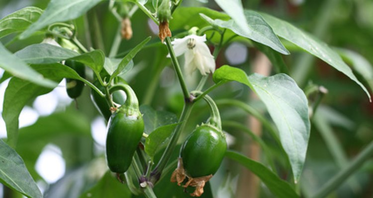 Peppers complete their life cycle in less than three months.