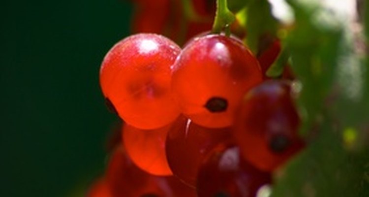 Con las grosellas puedes hacer tu mismo un delicioso vino.