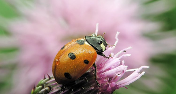 Ladybirds are attracted to a variety of smells.