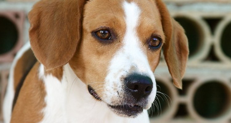 Cães com convulsões podem ter uma vida duradoura
