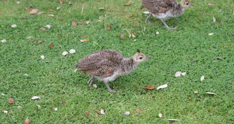 Peacock chick are active even when young.
