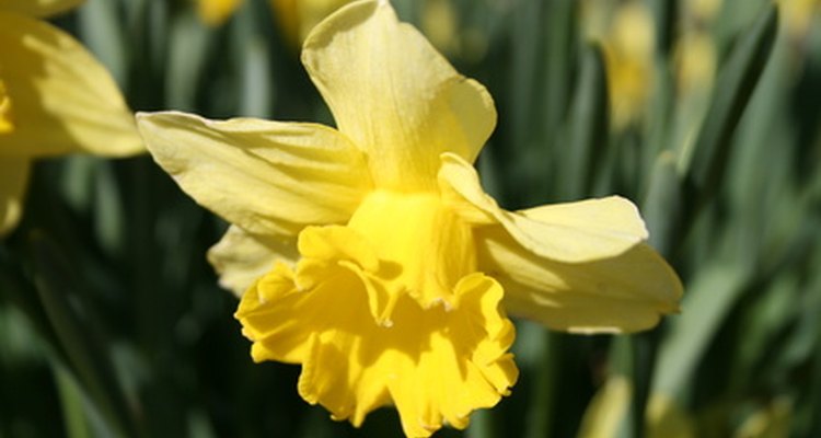 Daffodils
