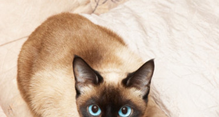 Unhappy Siamese cats can pull out their fur.