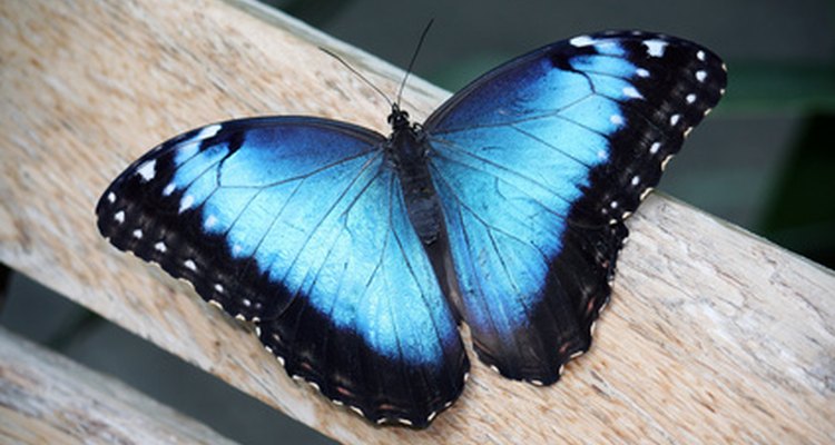 Las mariposas a menudo tienen significados especiales: Una mariposa azul a menudo significa cambio y alegría.