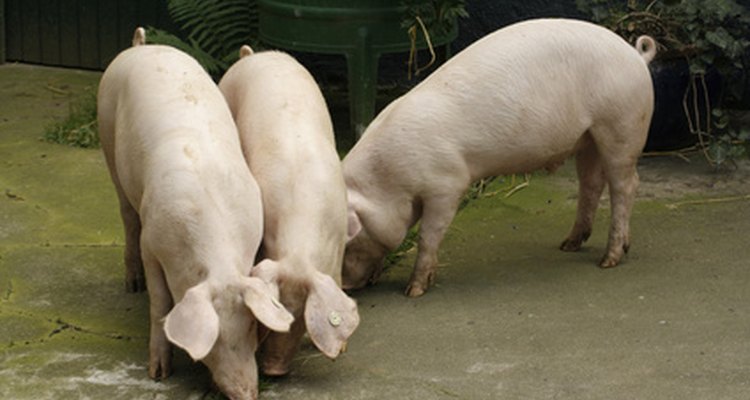 Há diversos termos para descrever os porcos baseado na idade e fase de produção de suínos