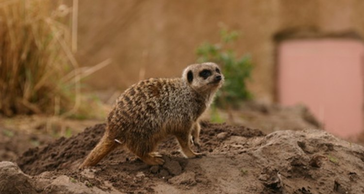 Sculpt your Meerkat from air-dry clay for your diorama.