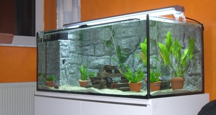 Un acuario con plantas.