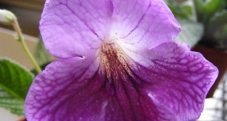 Streptocarpus plants wilt if watered too much or too little.