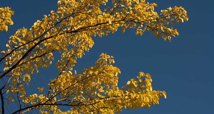 Plants do not have lungs, but they do have a respiratory system.