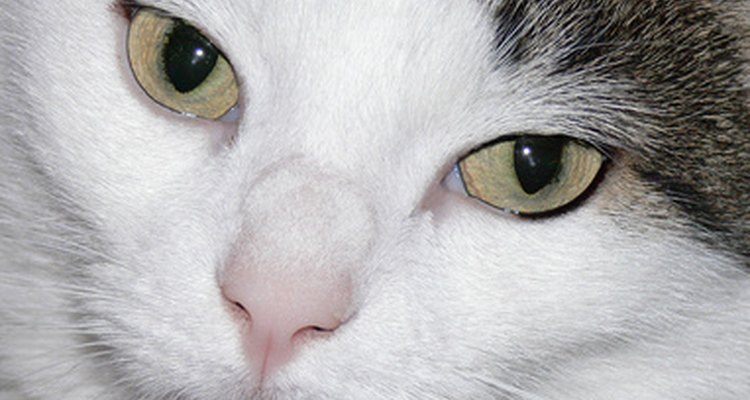 Skin cancer is the second most common cancer in cats