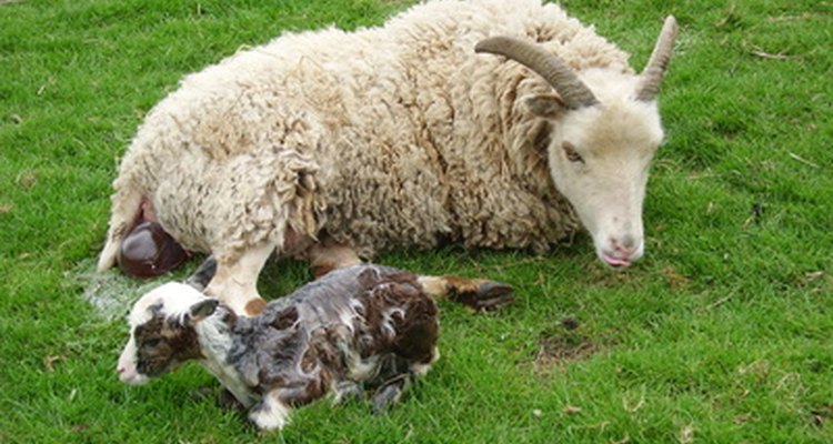 There are two different forms of lambskin, shearling and smooth.