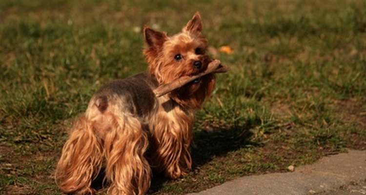 El yorkshire terrier está entre las razas más afectadas por el colapso traqueal.