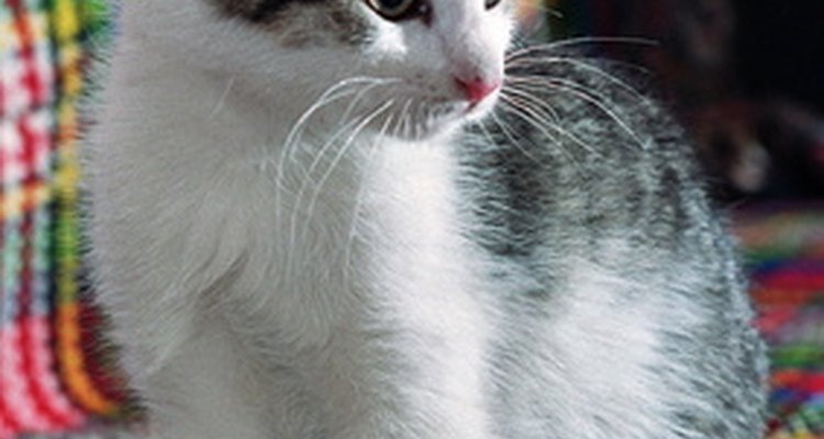 Treat cat urine on your sofa at first sight (and smell) for best results.