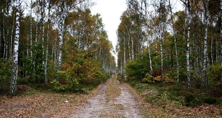 Silver birch is the most common native trees in Scotland.
