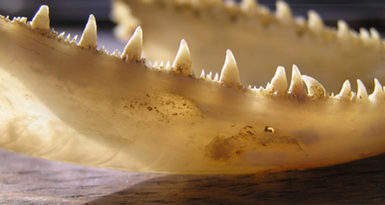 Shrews have sharp teeth to eat other animals and insects.