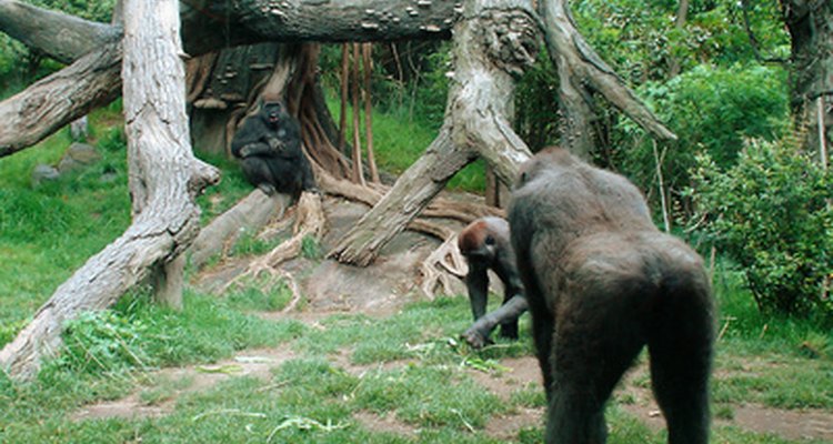 La conservación de los primates es una de muchas especialidades en el campo de la zoología.