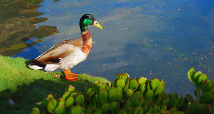 Adding mortar to a pond is useful for many reasons.