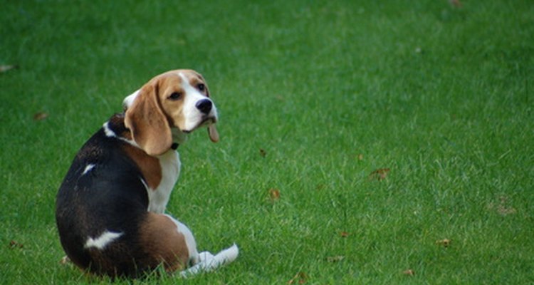 Este beagle tem o focinho quadrado ideal e orelhas longas e caídas