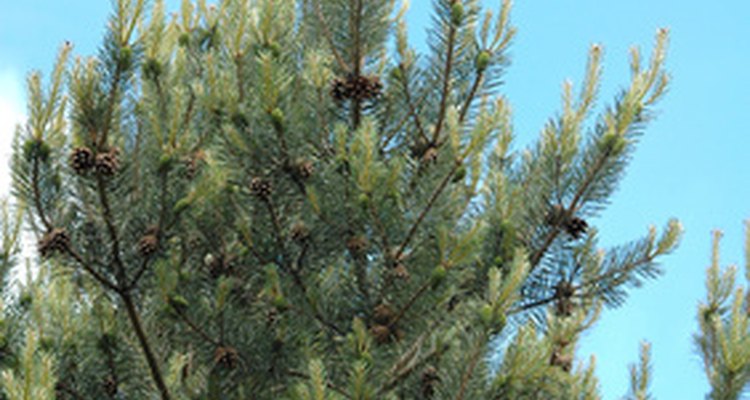 Evergreen trees have cones that hold seeds.
