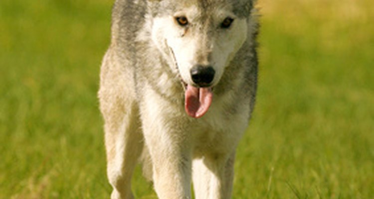 El aullido de los lobos puede ayudar a recoger la manada.