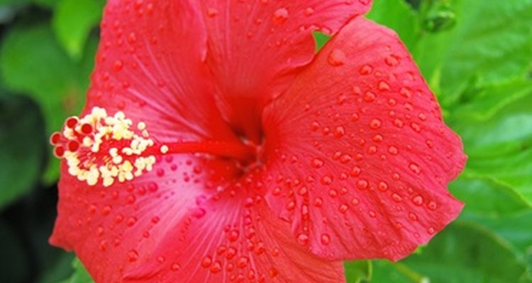 The hibiscus is noted for large, showy and profuse blooms.