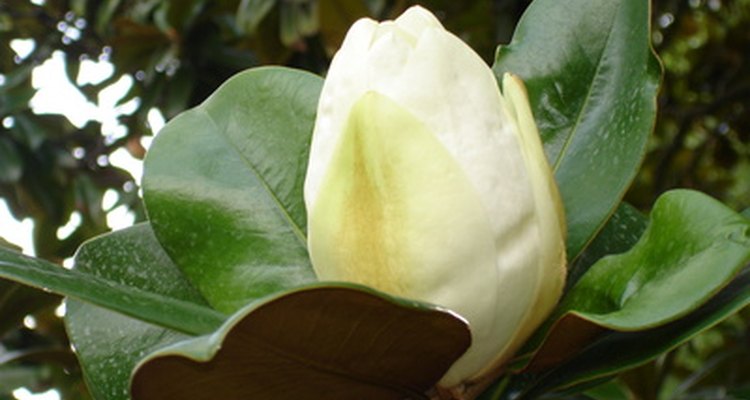 Las flores grandes y las hojas correosas son la característica de la magnolia del sur.