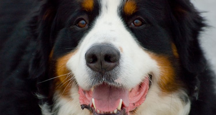Dogs may develop suspicious lumps.
