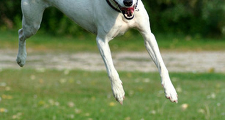 El dolor de espalda o cuello de tu perro podría ser resultado de intensos saltos o caídas.