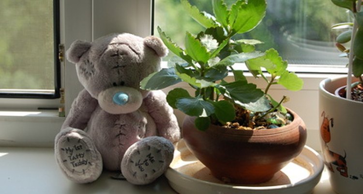 Wide window sills make good homes for plants.